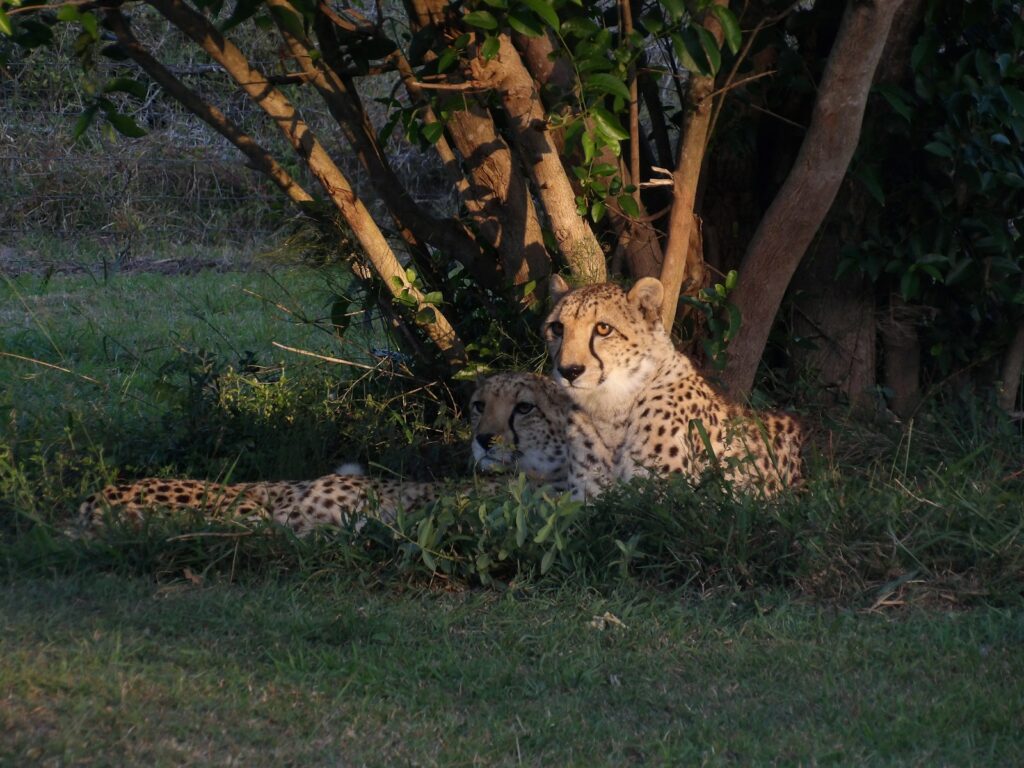 Tanzania safari cheetah spotting in Serengeti