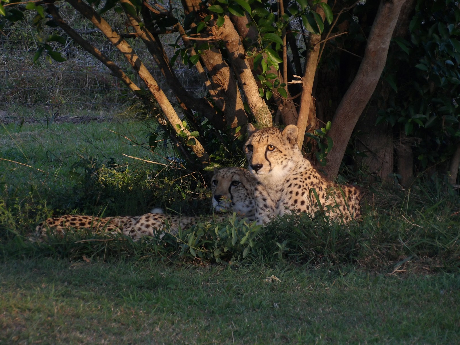 Tanzania safari cheetah spotting in Serengeti