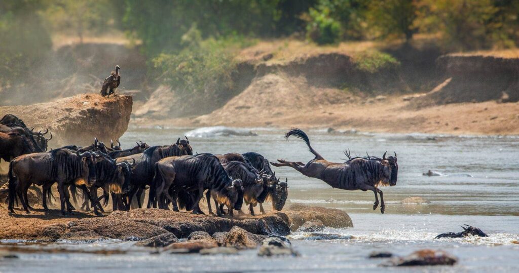 Best time to visit Serengeti – wildebeest crossing the river during the Great Migration