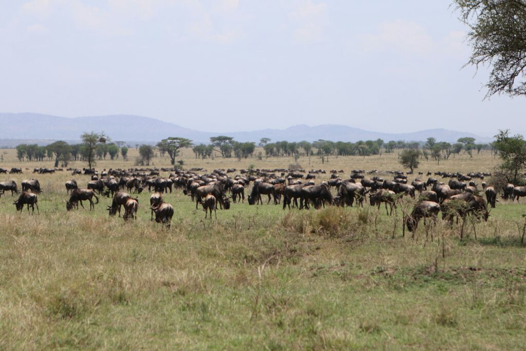 Great Wildebeest Migration crossing the Mara River in Serengeti
