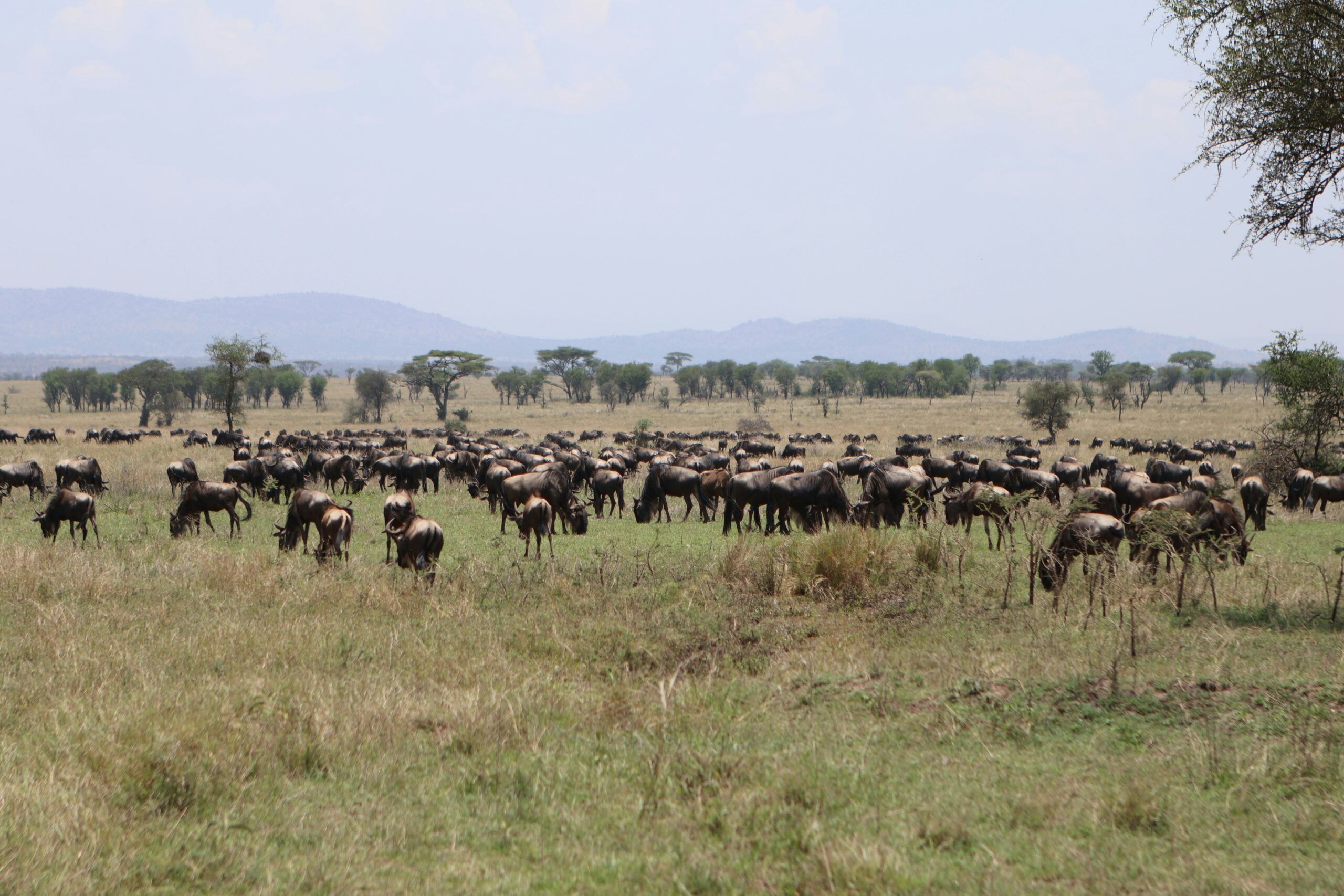 Great Wildebeest Migration crossing the Mara River in Serengeti