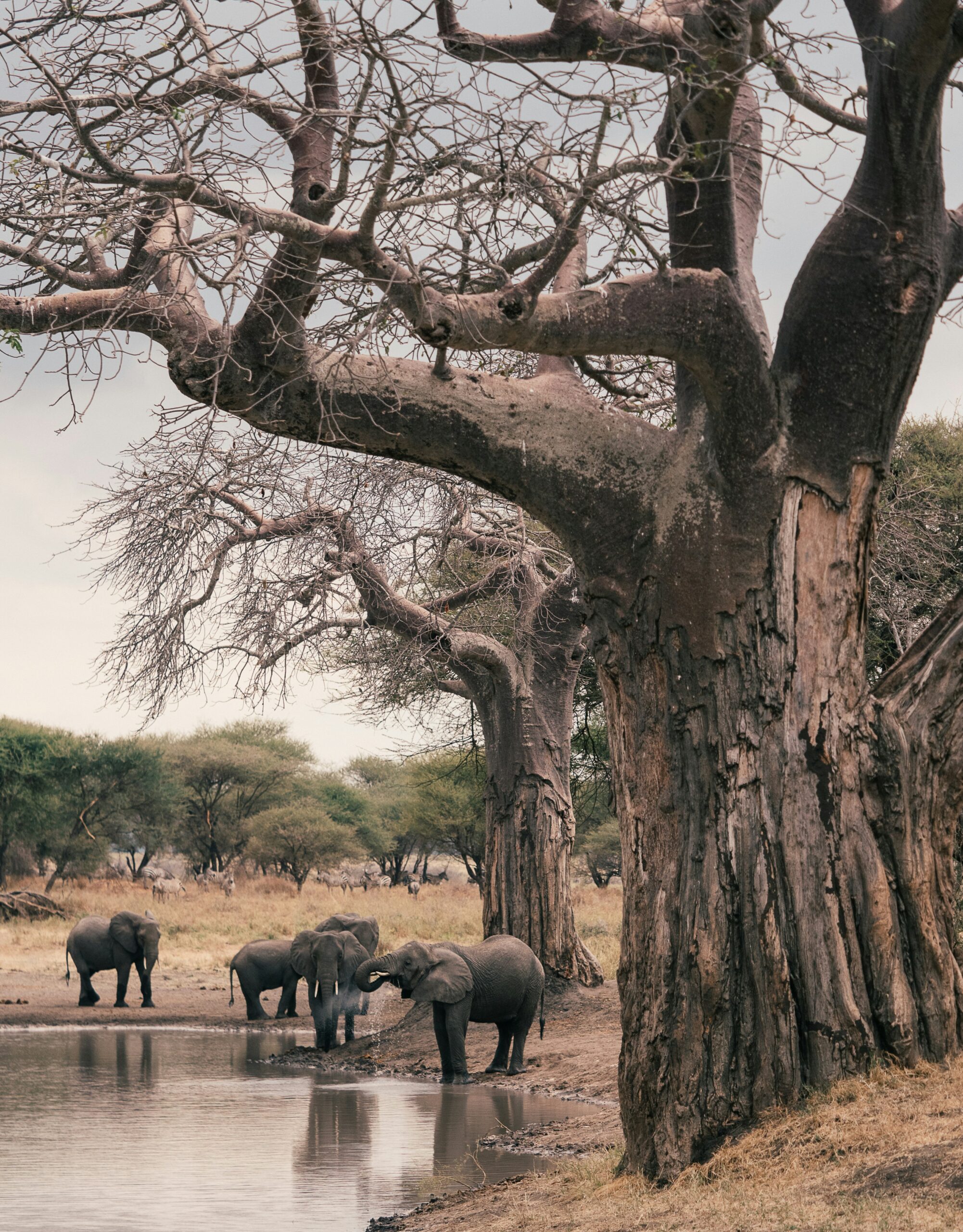 Elephant herd in Tarangire