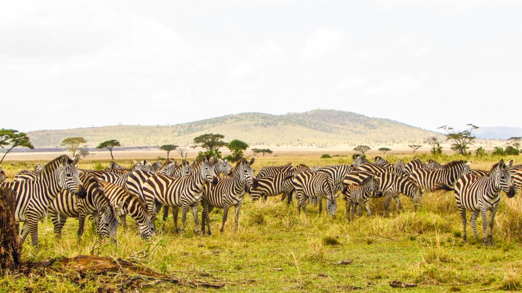 Ultimate Serengeti Safari Guide: Wildlife, Migration & Tips