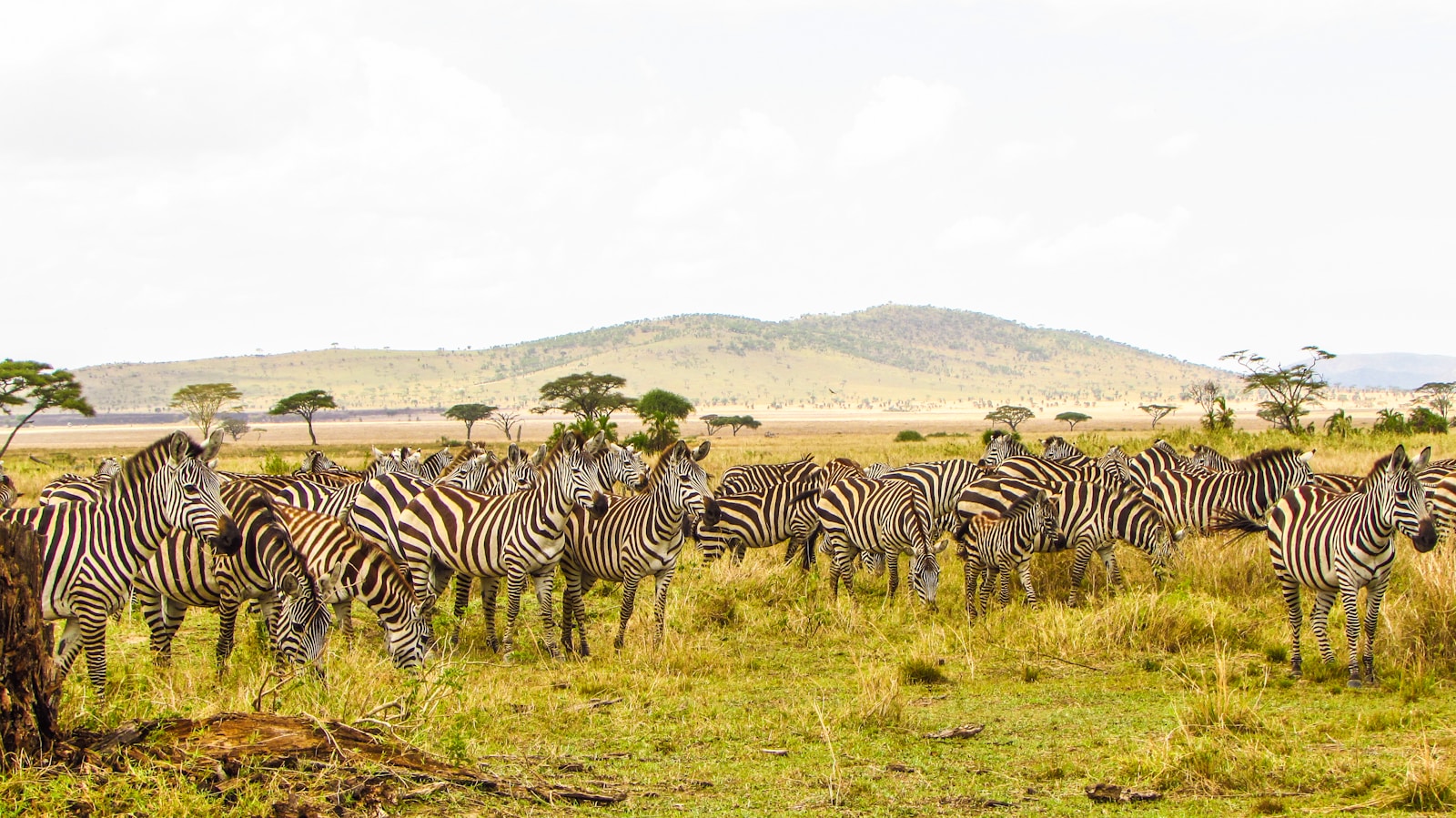 Ultimate Serengeti Safari Guide: Wildlife, Migration & Tips