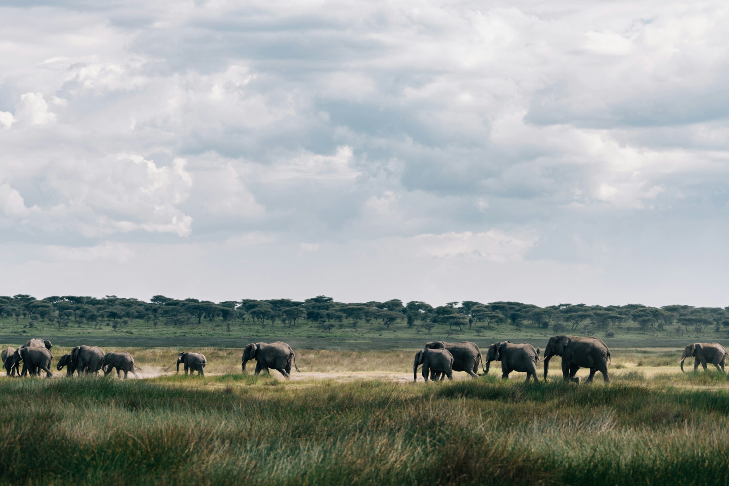 Wildlife inside Ngorongoro Crater Tanzania