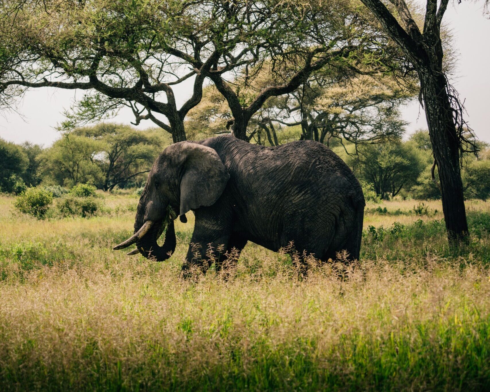 Tanzania safari guide spotted Elephants in Tarangire