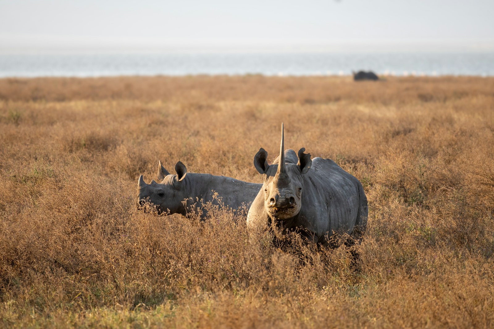 Ngorongoro Crater safari