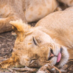 Big Five Safari Tanzania lion in Serengeti