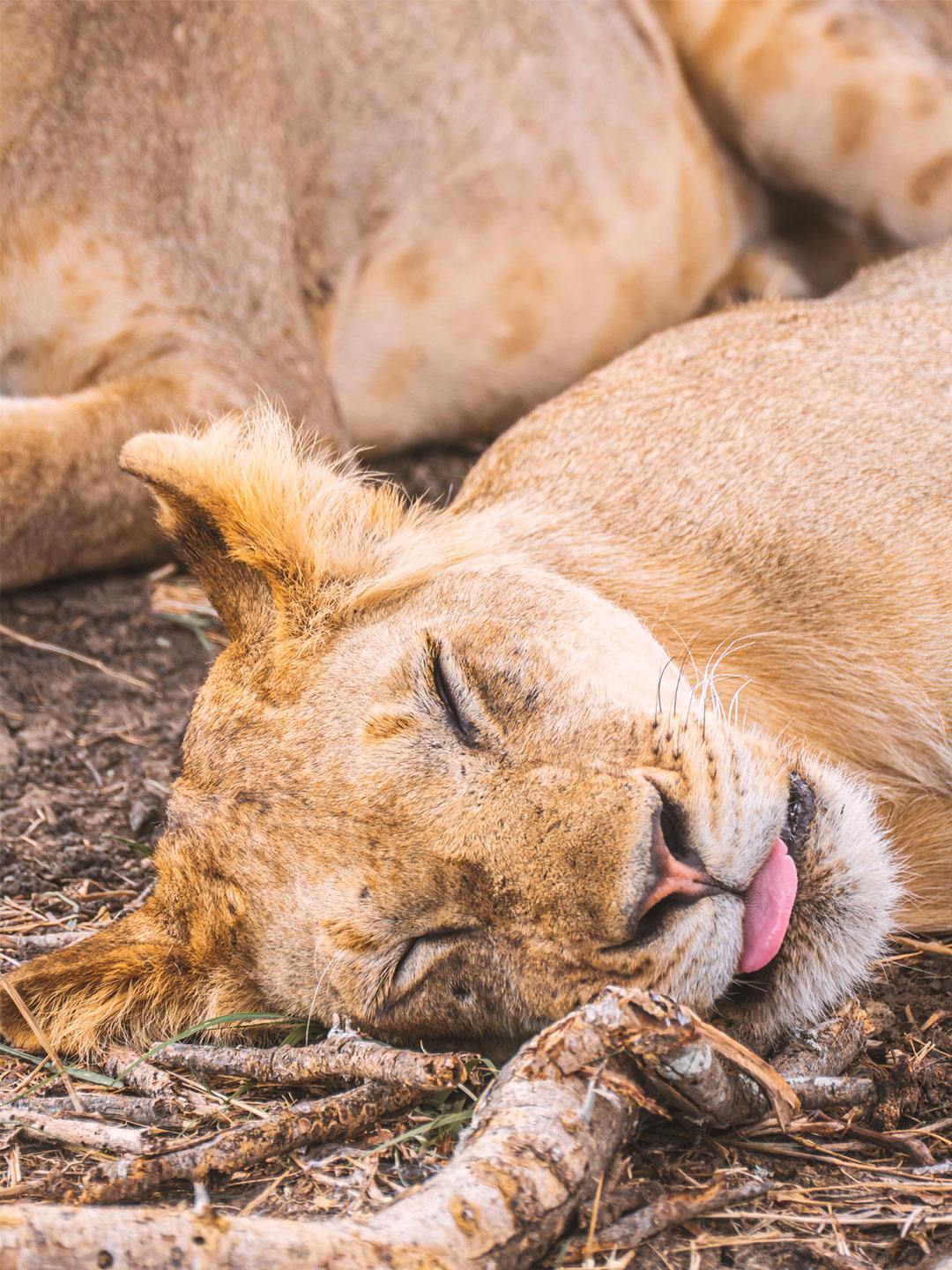 Big Five Safari Tanzania lion in Serengeti