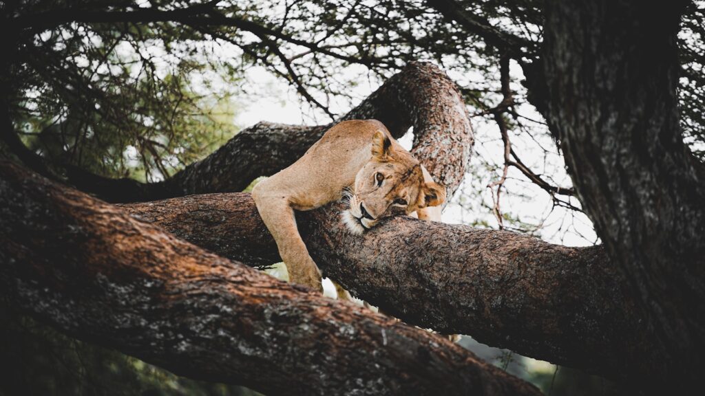 Tanzania safari health and safety travel preparation