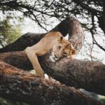 Tanzania safari health and safety travel preparation