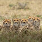 Budget Tanzania safari