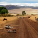 Serengeti vs Maasai Mara safari comparison landscape Tanzania