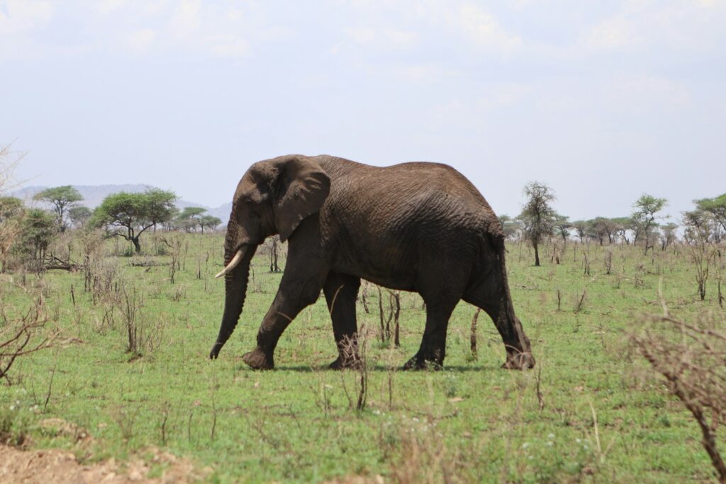 Arusha National Park wildlife near Arusha Tanzania