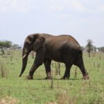 Arusha National Park wildlife near Arusha Tanzania