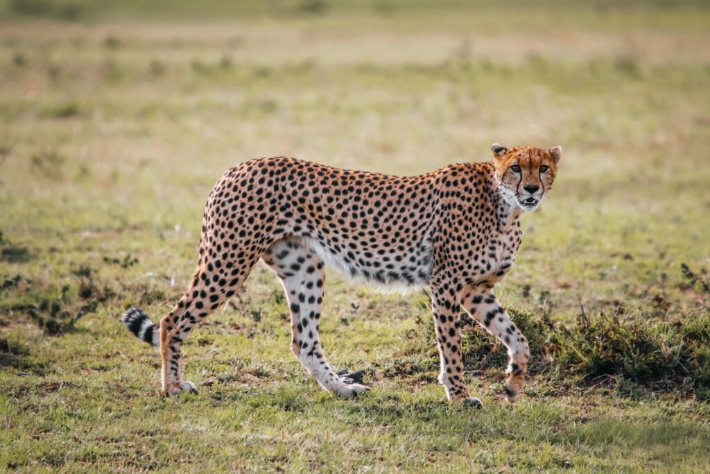 Tanzania safari photography tips wildlife photo Serengeti