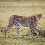 Tanzania safari photography tips wildlife photo Serengeti