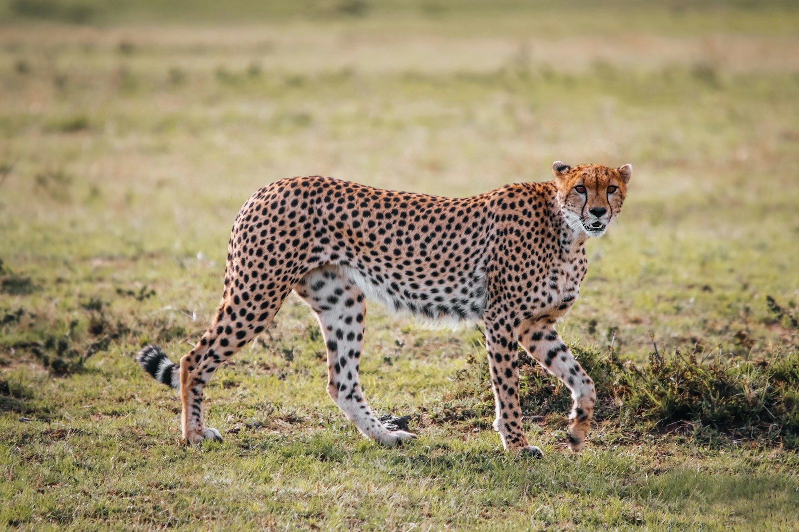 Tanzania safari photography tips wildlife photo Serengeti