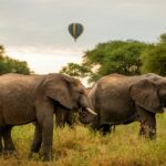 Tarangire National Park