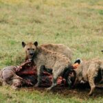 Tanzania safari cost game drive experience