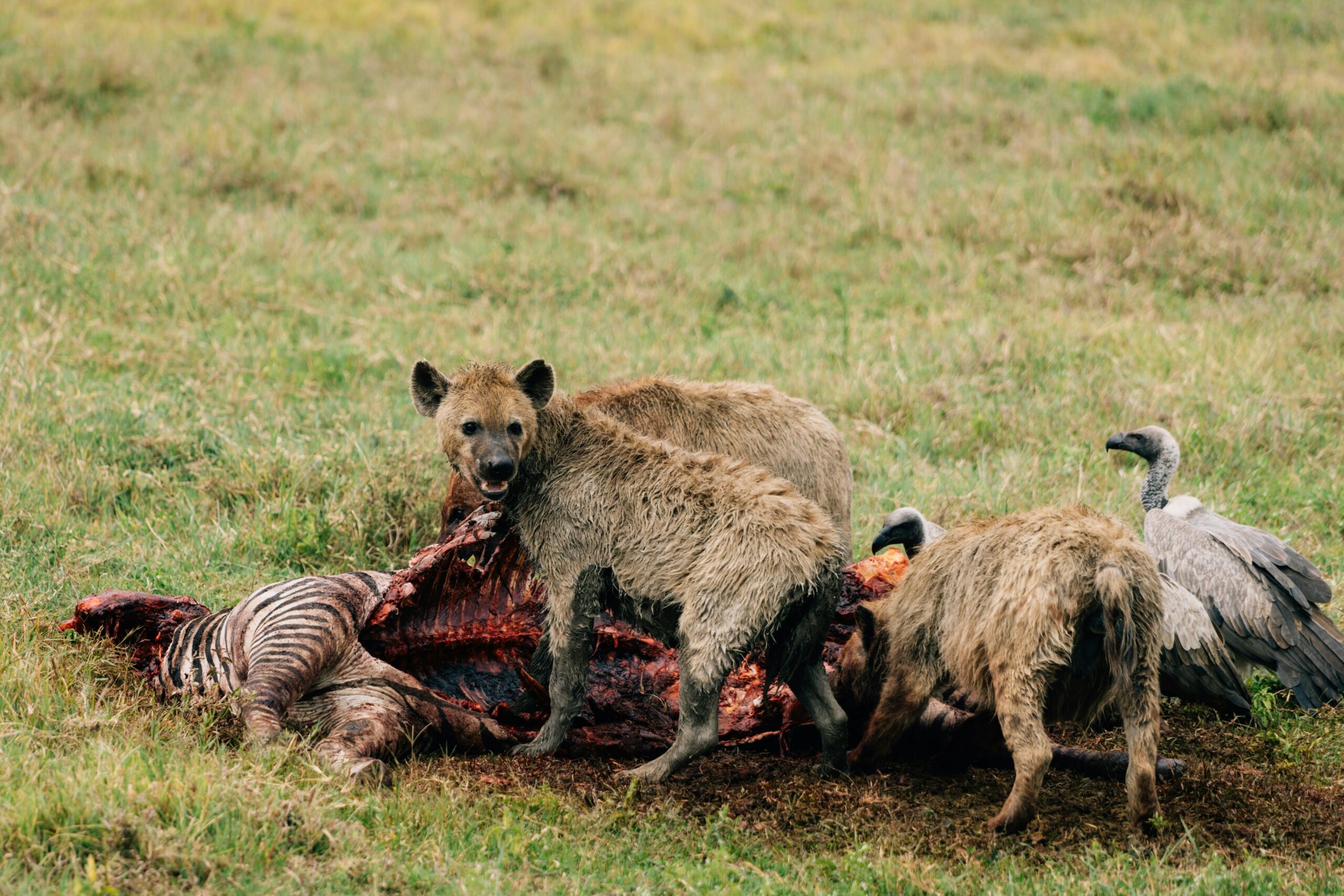 Tanzania safari cost game drive experience