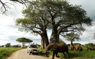 Tarangire-national-park-safari.jpg