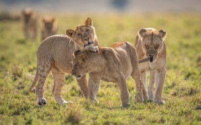 a-lion-on-safari-in-africa-2026-01-08-06-57-12-utc