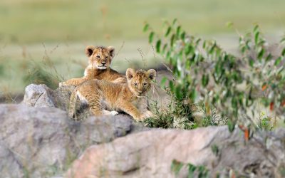 African Lion cub, (Panthera leo), National park of Kenya, Africa
