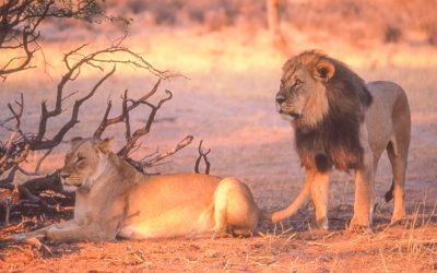 A pair of lions in the Kgalagadi Transfrontier Park in the Kalahari Desert in South Africa.
